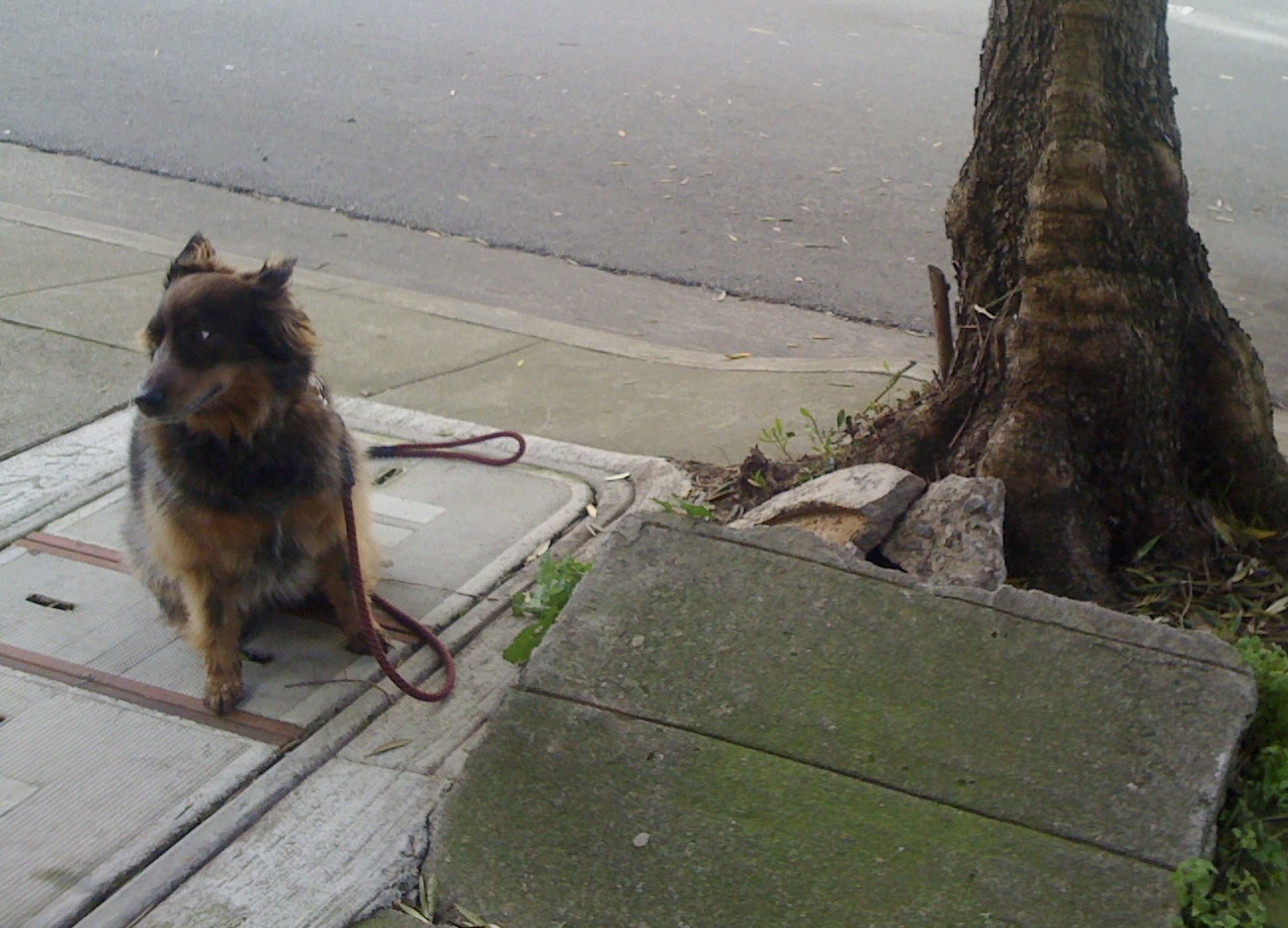 The Dog Walker